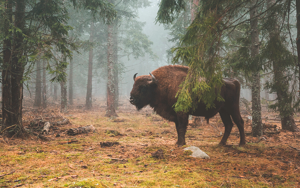 reserve bisons deurope