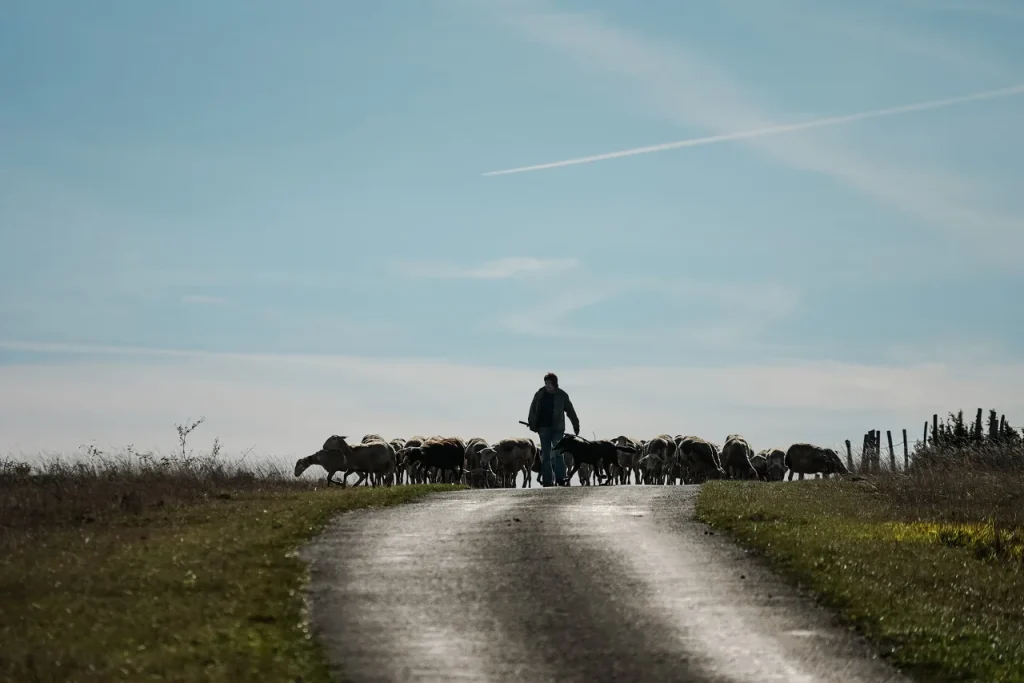 Shepherd on the Causse Méjean