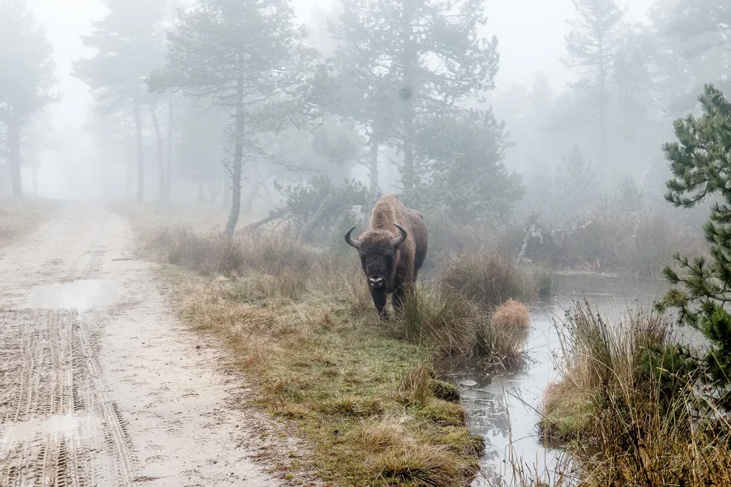 European Bison Reserve