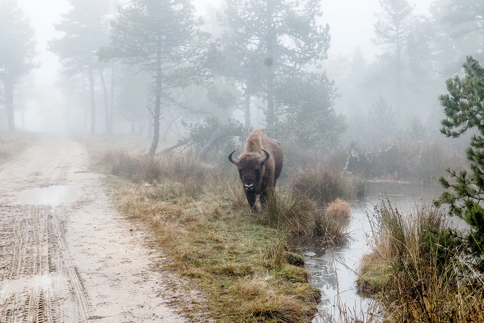 Réserve des bisons d'Europe
