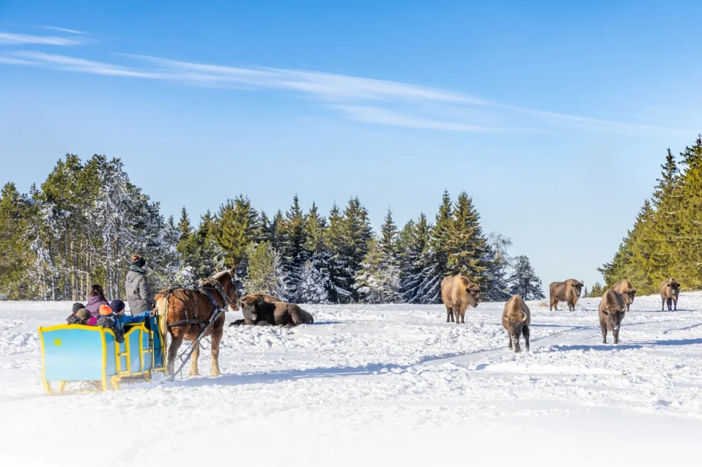 A family in a sledge at the European Bison Reserve
