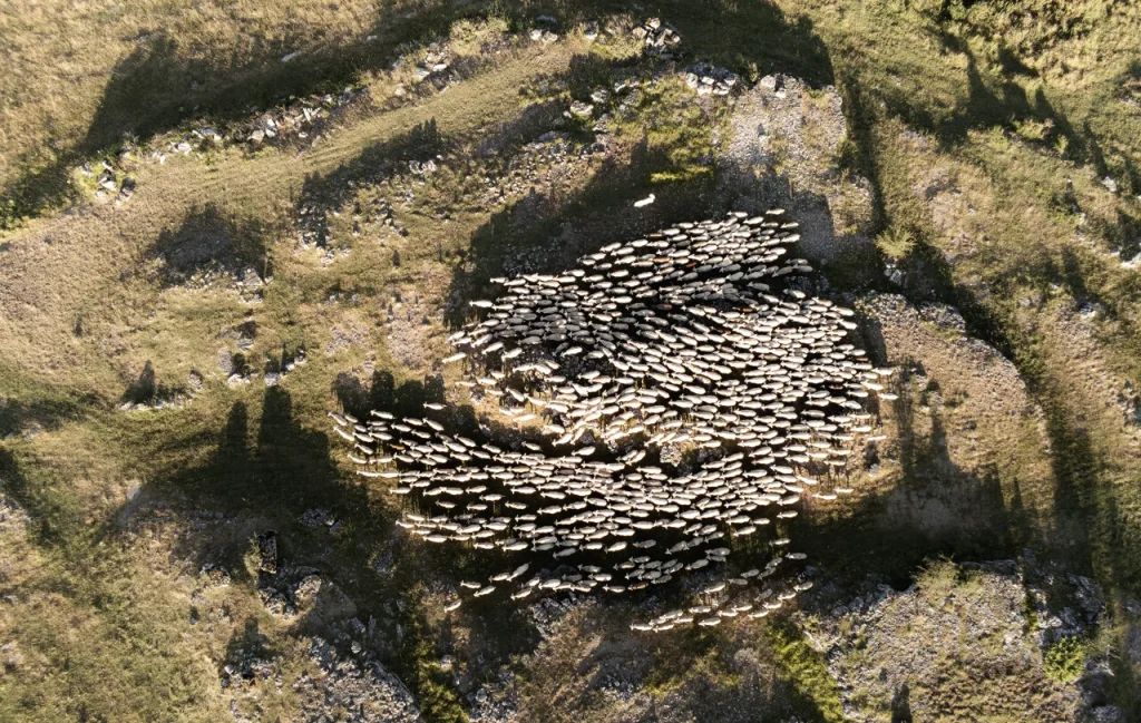 Sheep in the sinkholes