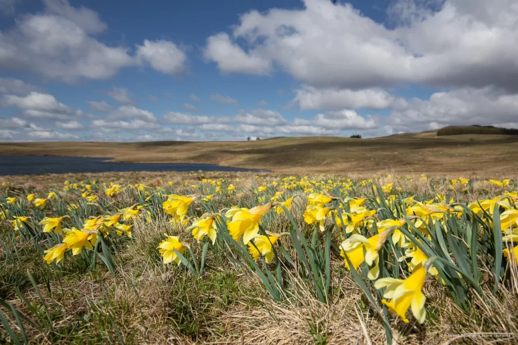 Jonquilles sur l