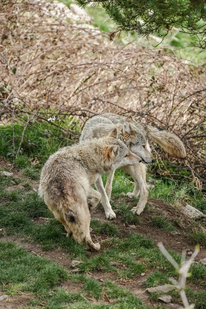 The Gévaudan Wolves