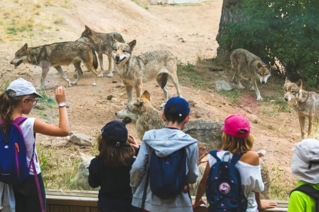 A visit to the Gévaudan Wolf Park