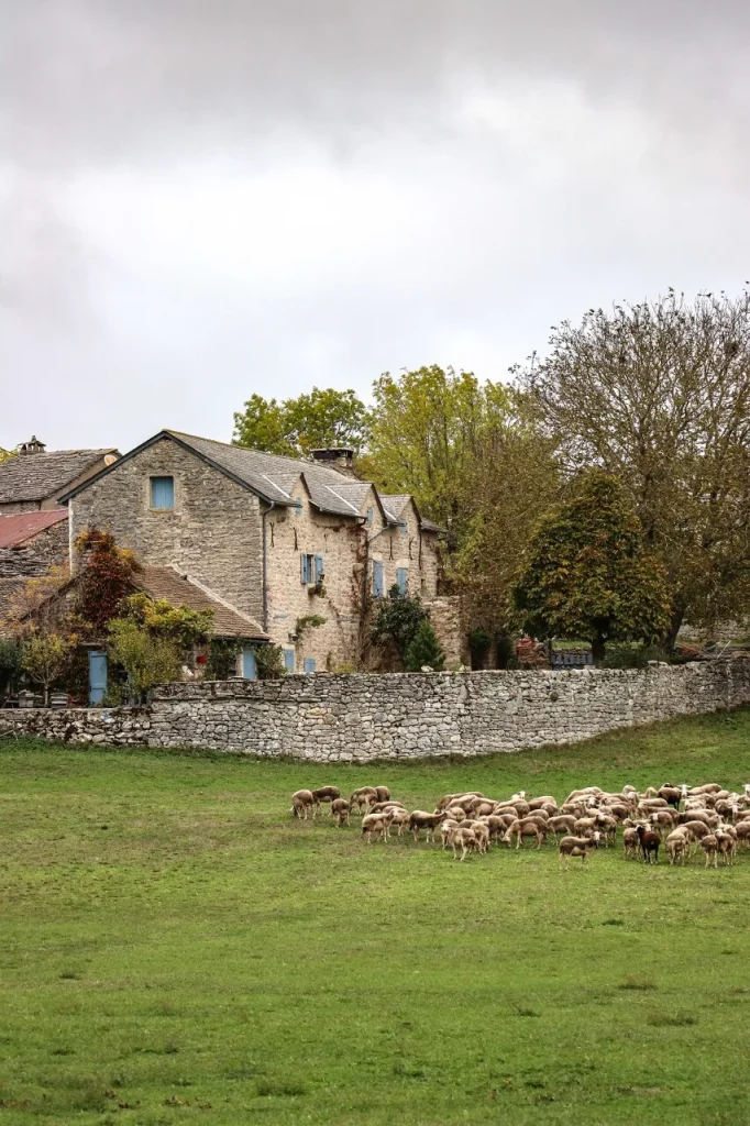 Sheep and a farm on the Causse Méjean