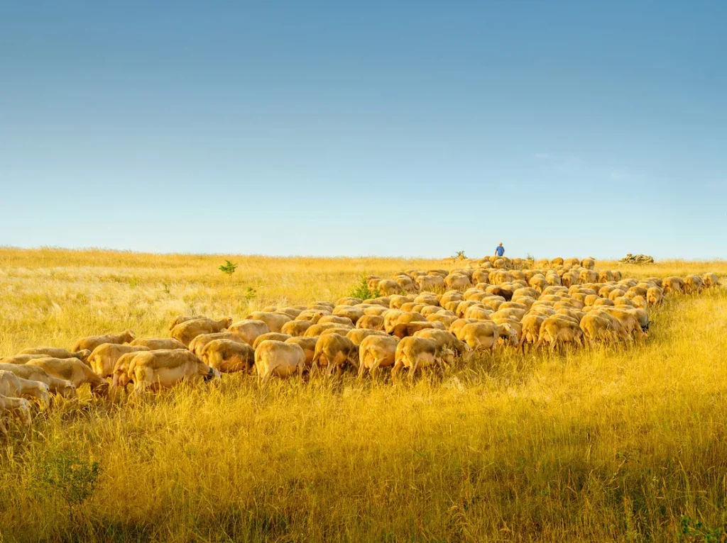 Sheep and a shepherd on the Causse de Sauveterre