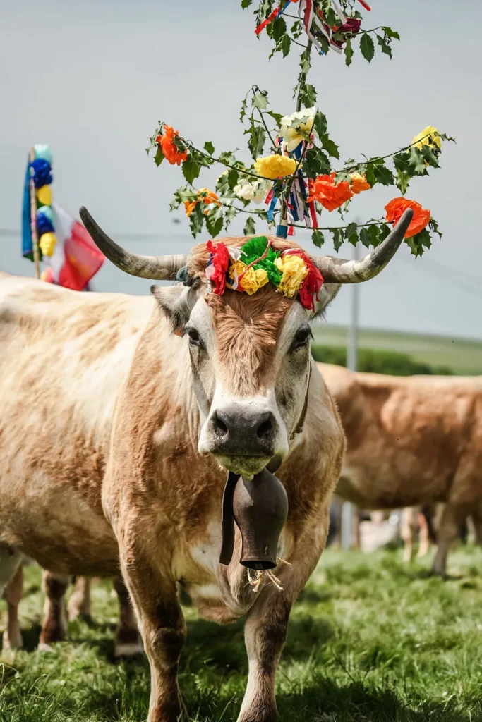 Vache aubrac pendant la transhumance