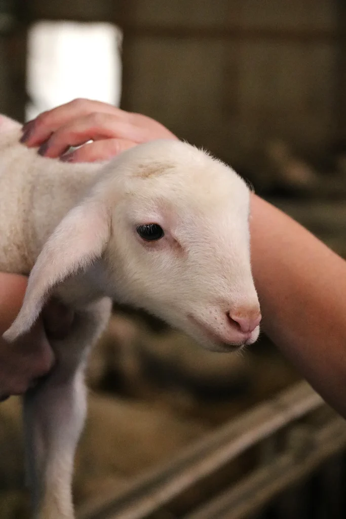 Lamb from Armand and Marie’s sheepfold