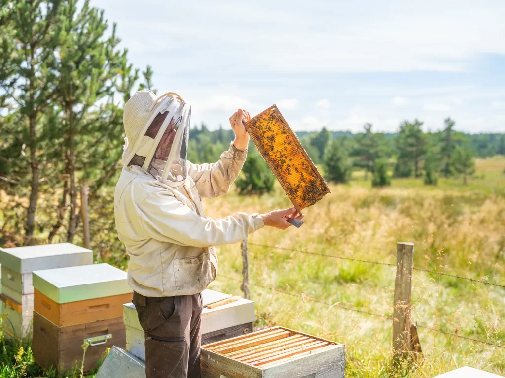 Beekeeper and honeycomb