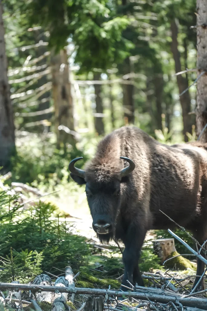 European Bison Reserve in Margeride