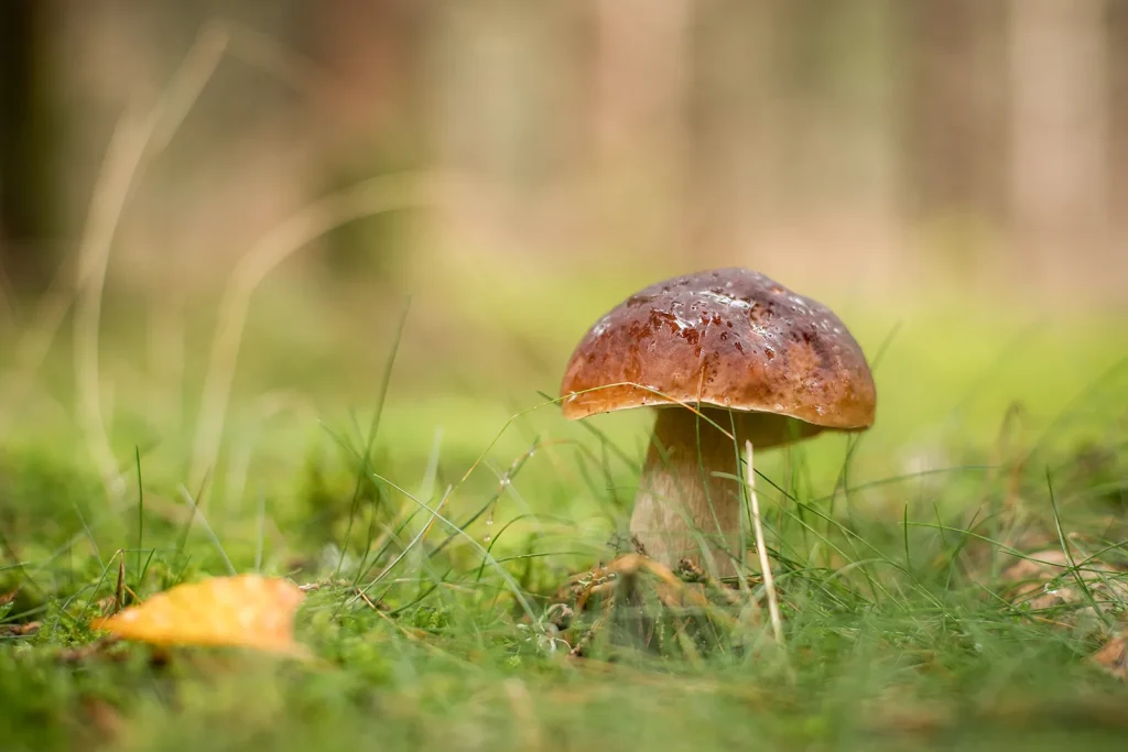 Picking porcini mushrooms