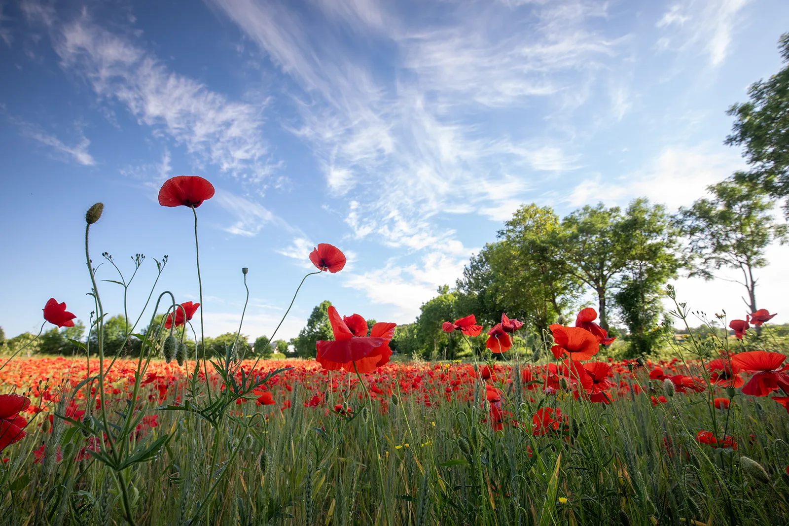 Champ de coquelicots