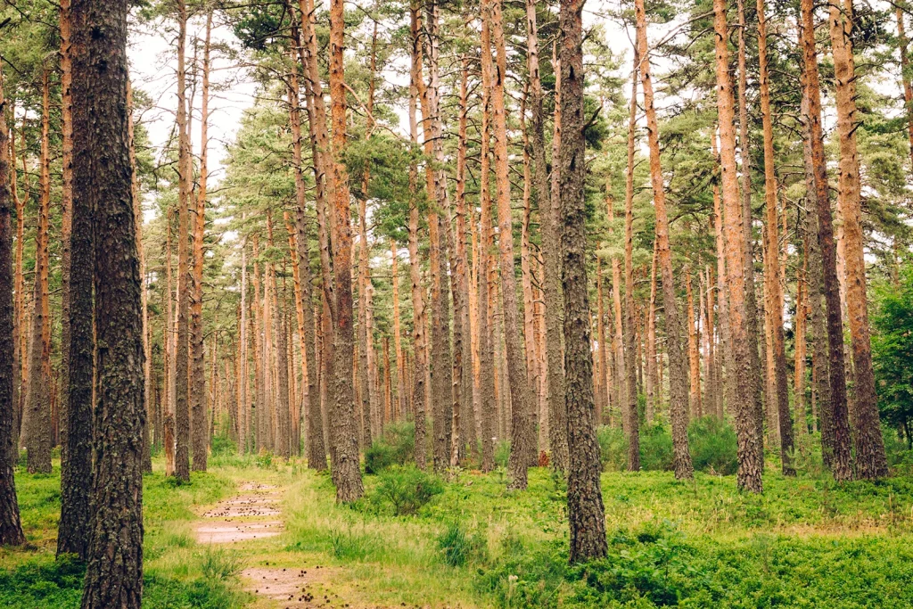 Mercoire Forest in Margeride