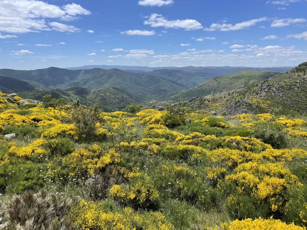 Broom on Mont-Lozère