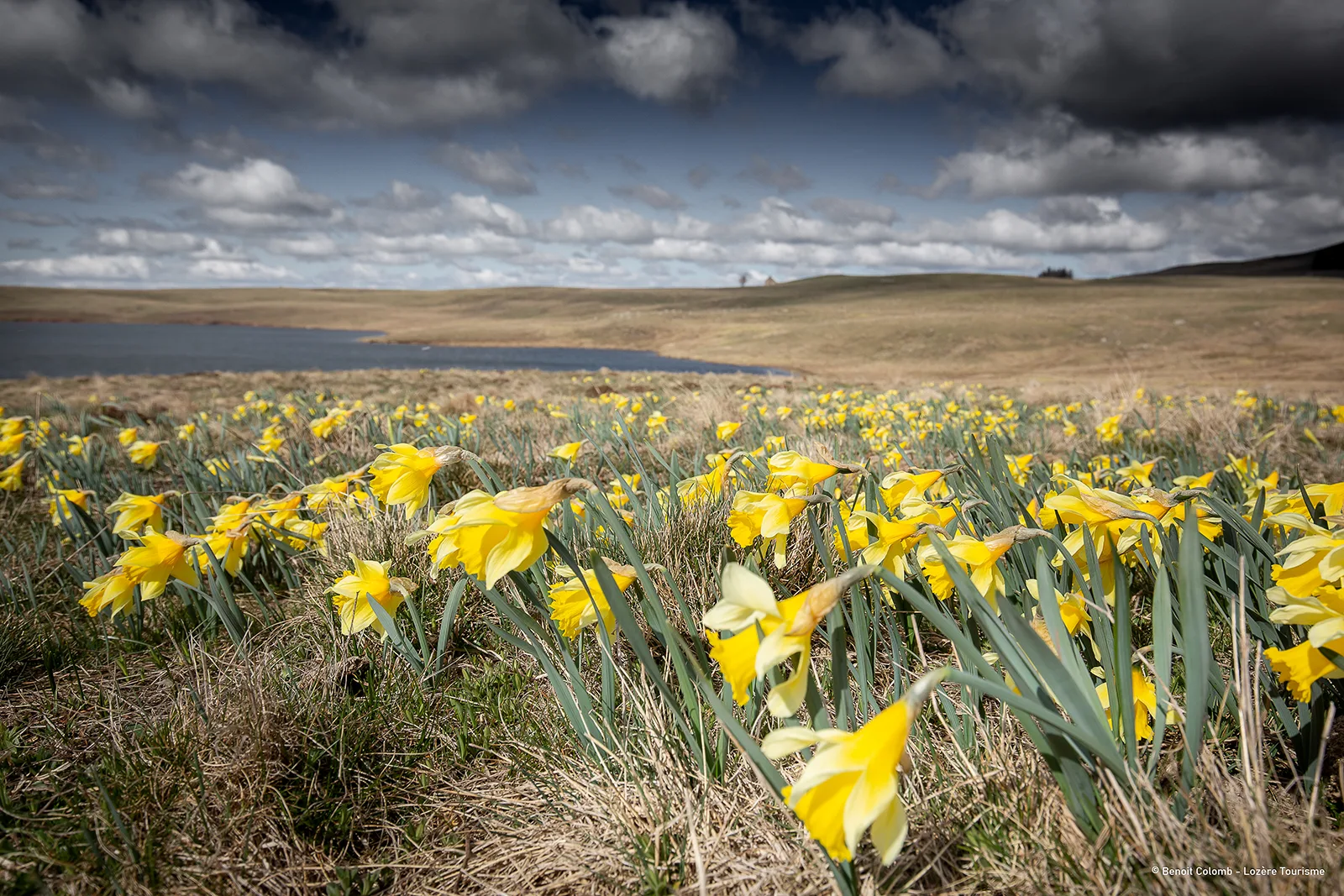 Champ de jonquilles