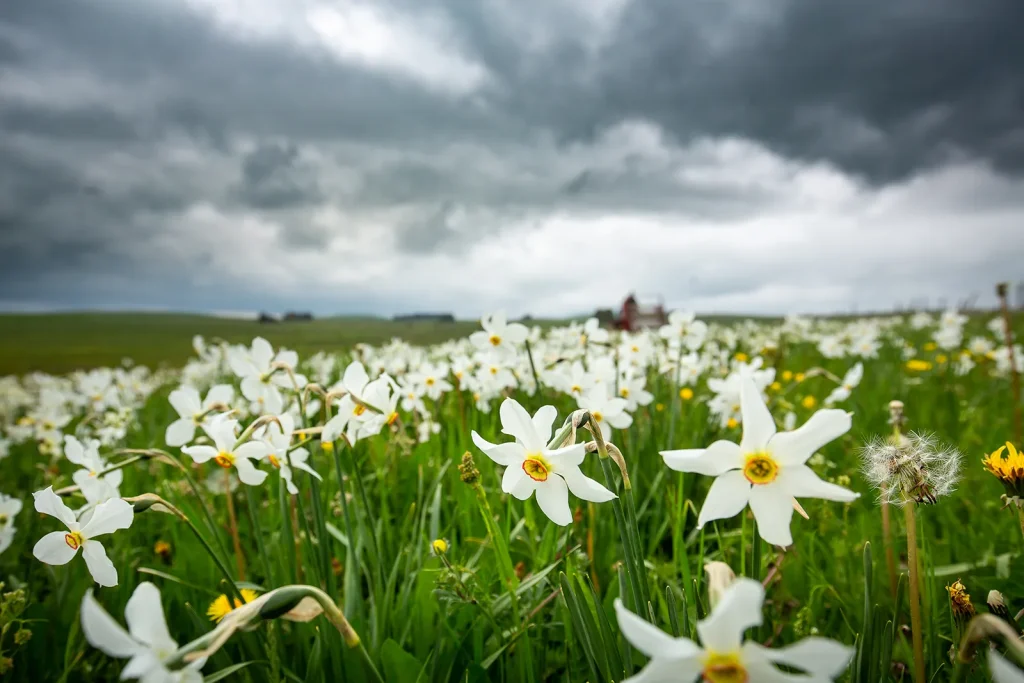 Picking daffodils