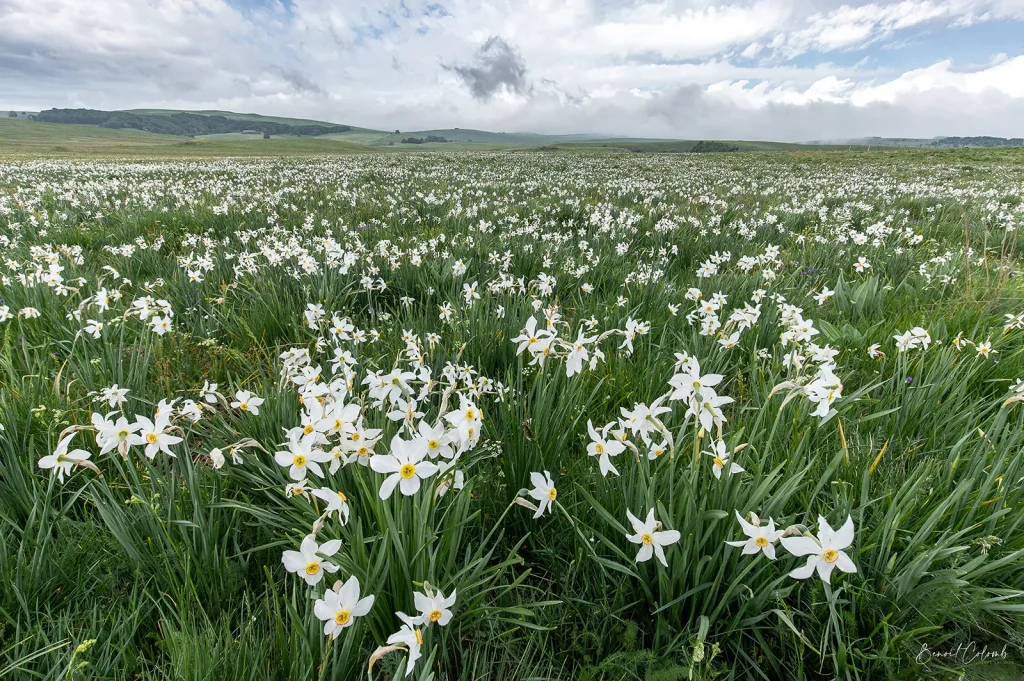 A field of daffodils in the Aubrac