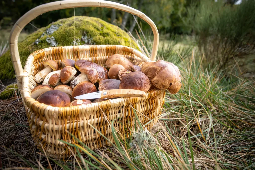 A basket of porcini mushrooms