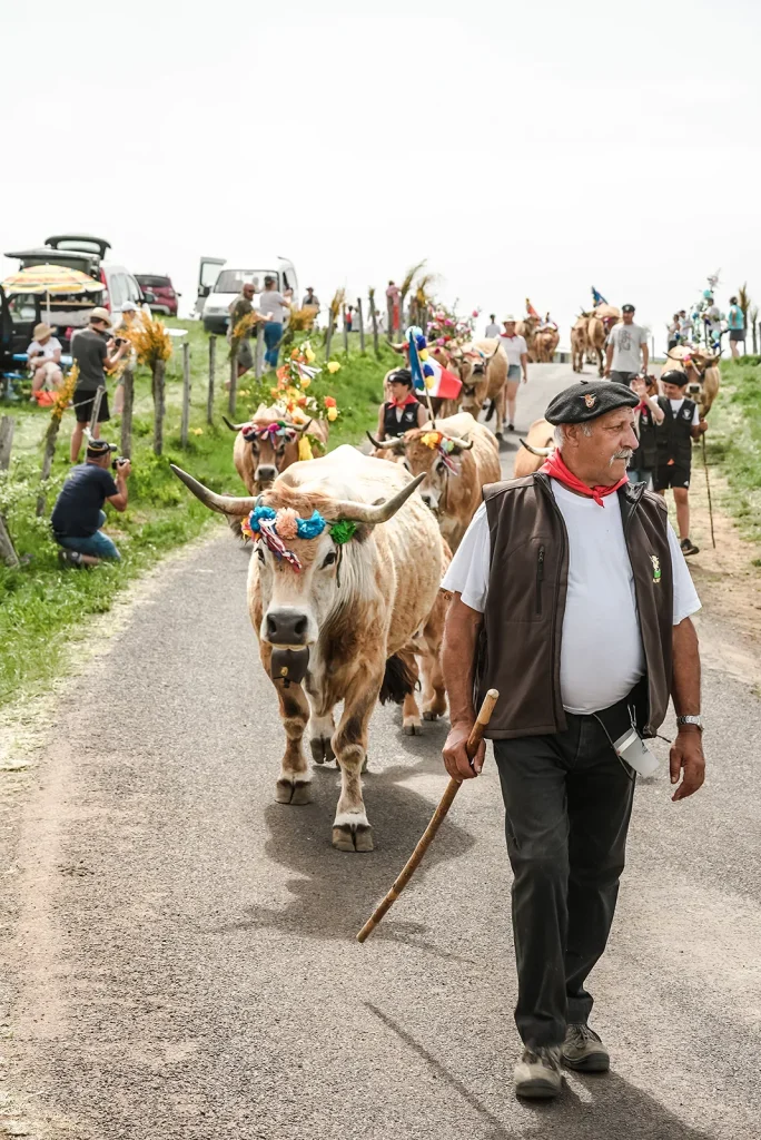 Farmers and Aubrac cows during the transhumance