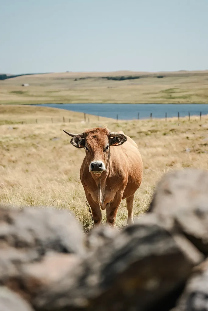 Cow in the Aubrac region