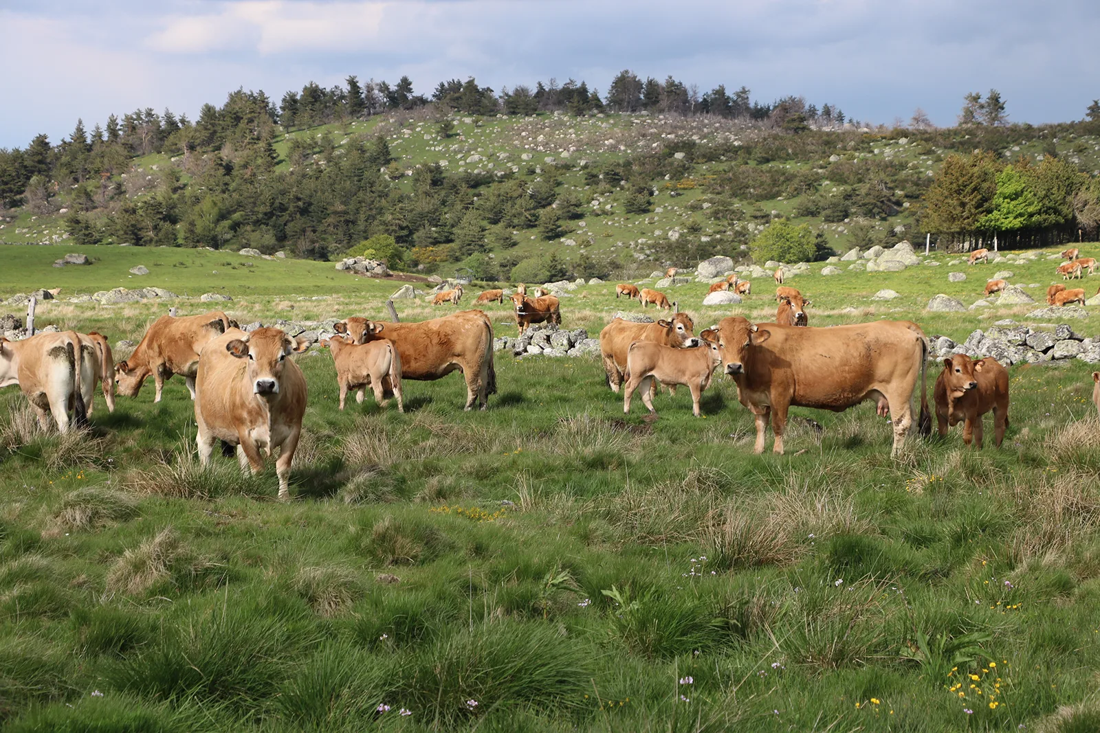 Troupeau de vaches race Aubrac