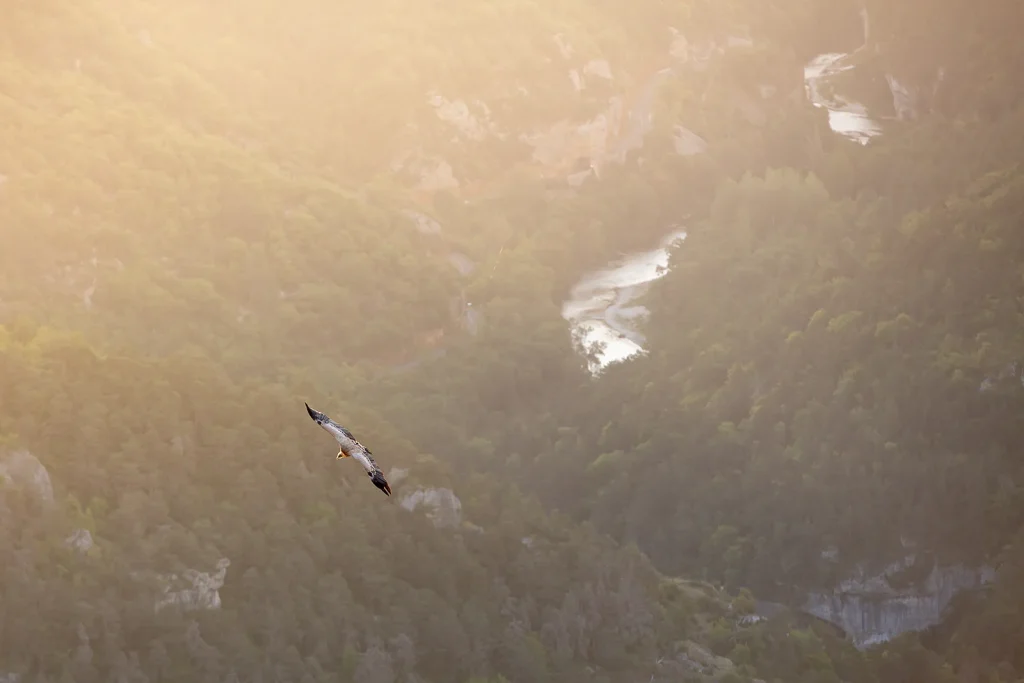 Vulture flight at Point Sublime