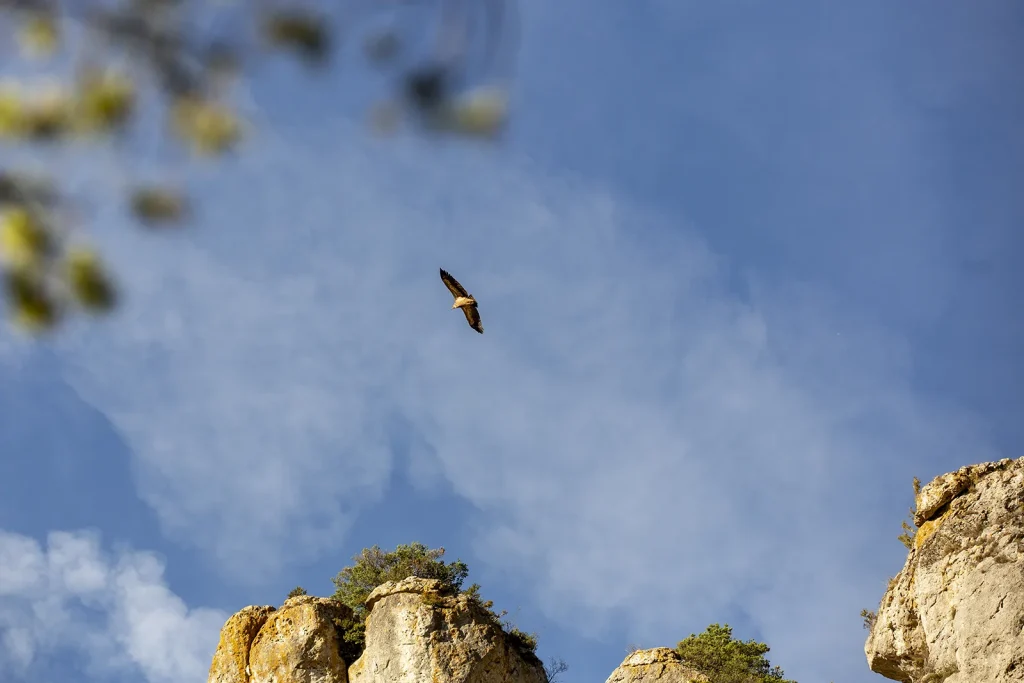 Vultures in the Gorges du Tarn