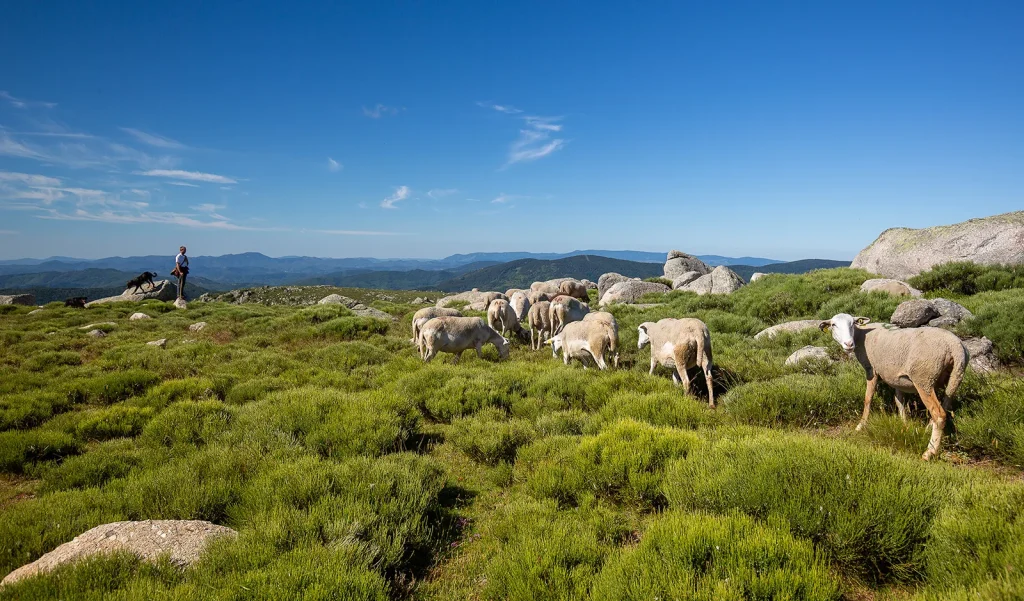 Berger et ses brebis sur le Mont-Lozère