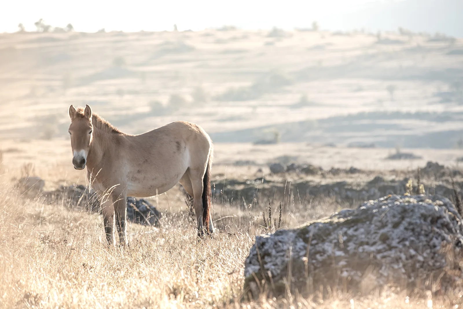 Chevaux de Przewalski