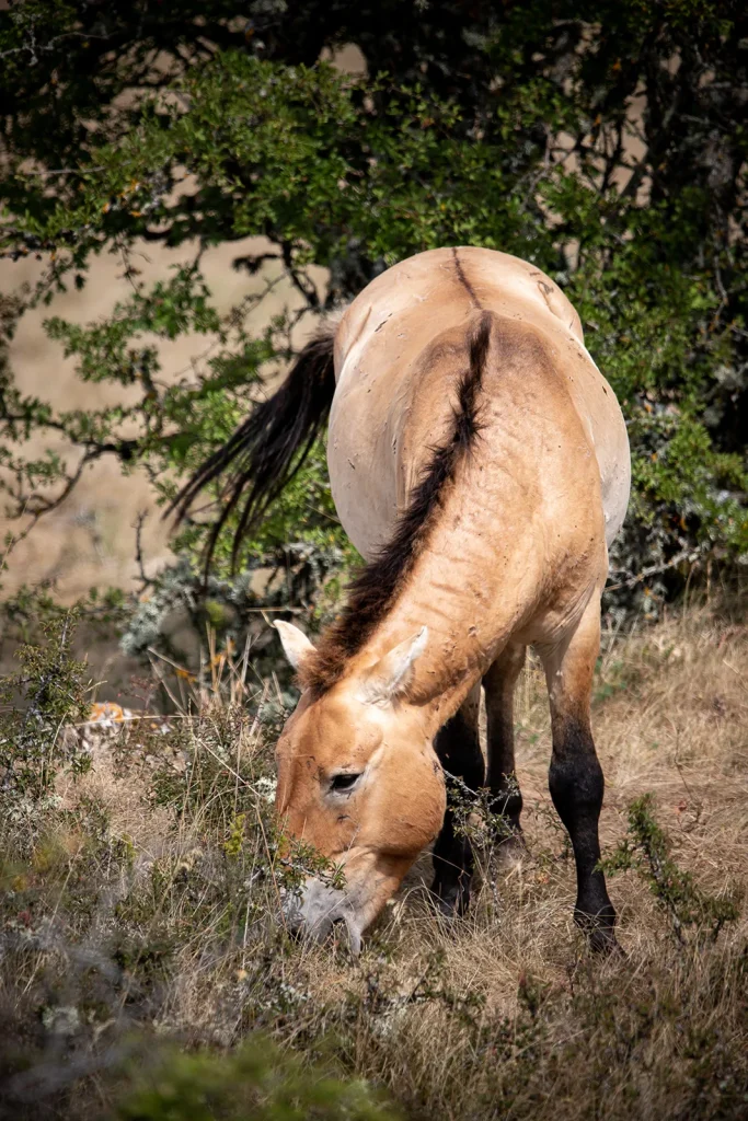Przewalski