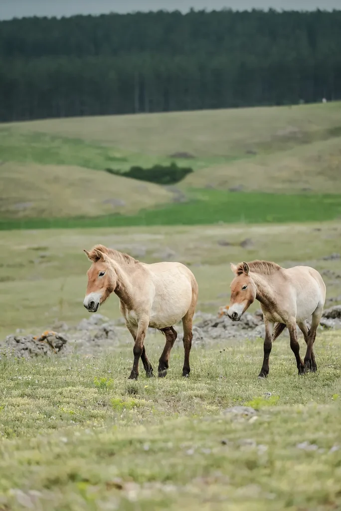 Przewalski’s horses
