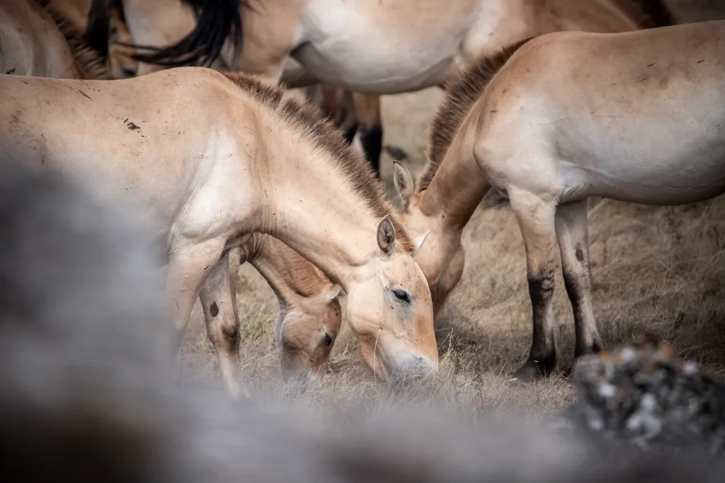 Przewalski’s horses