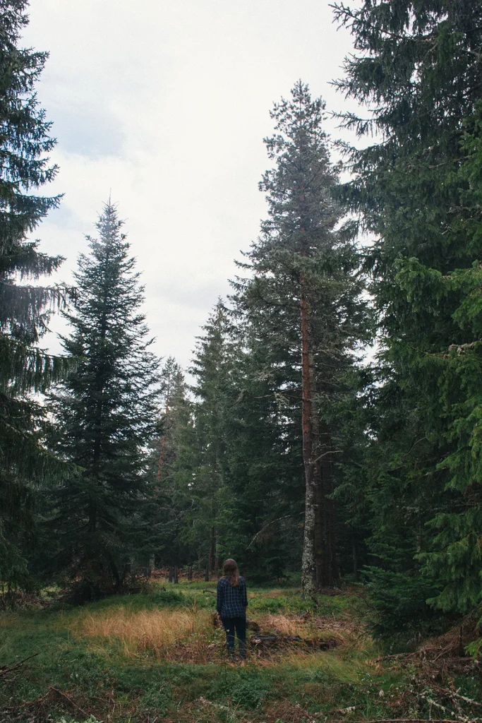 Forest in Margeride