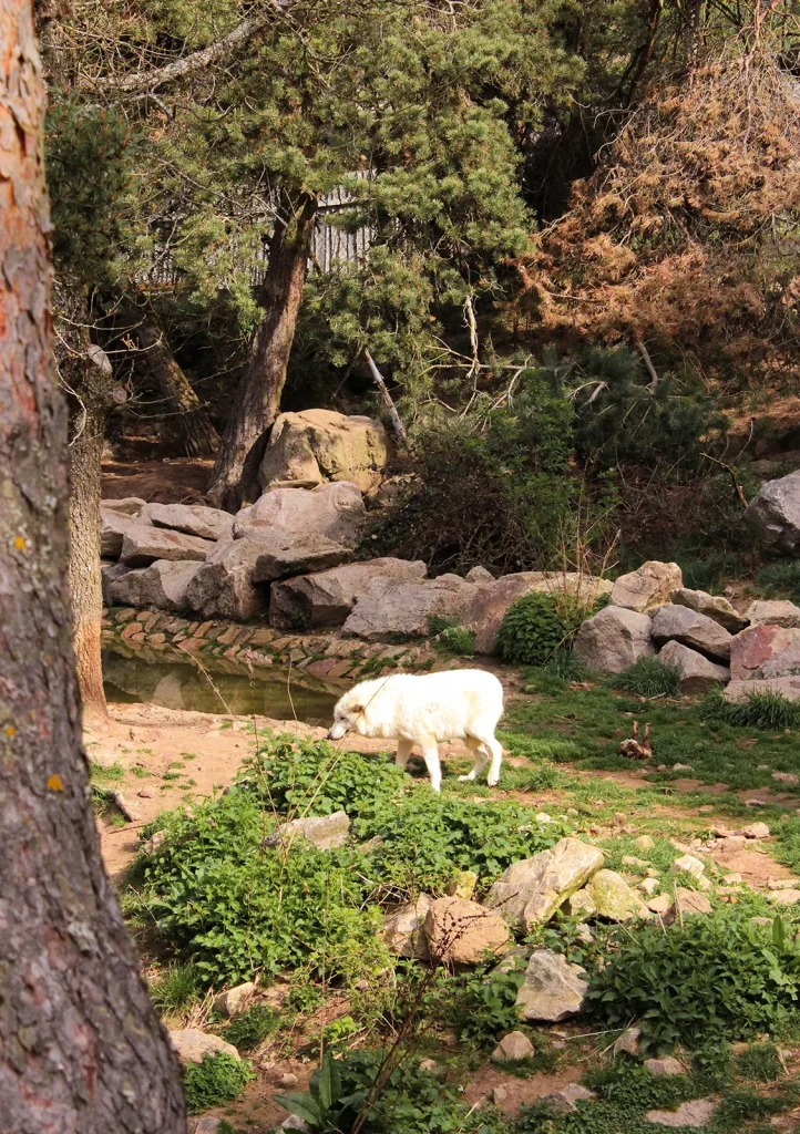 The Gévaudan Wolf