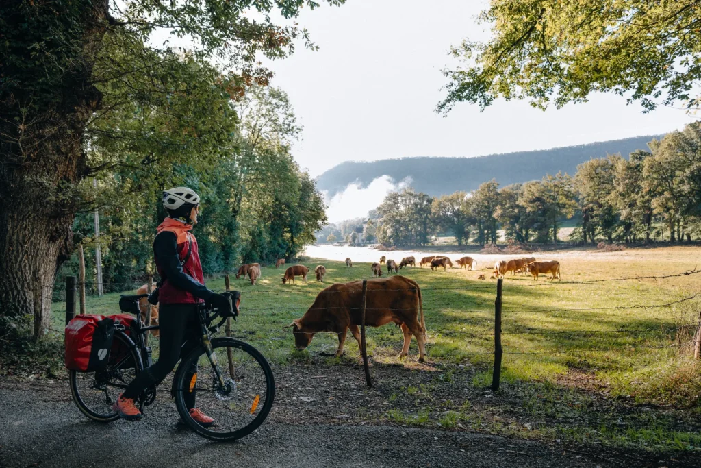 A bikepacking ride in the Lot Valley, in Banassac, with a break opposite the cow.