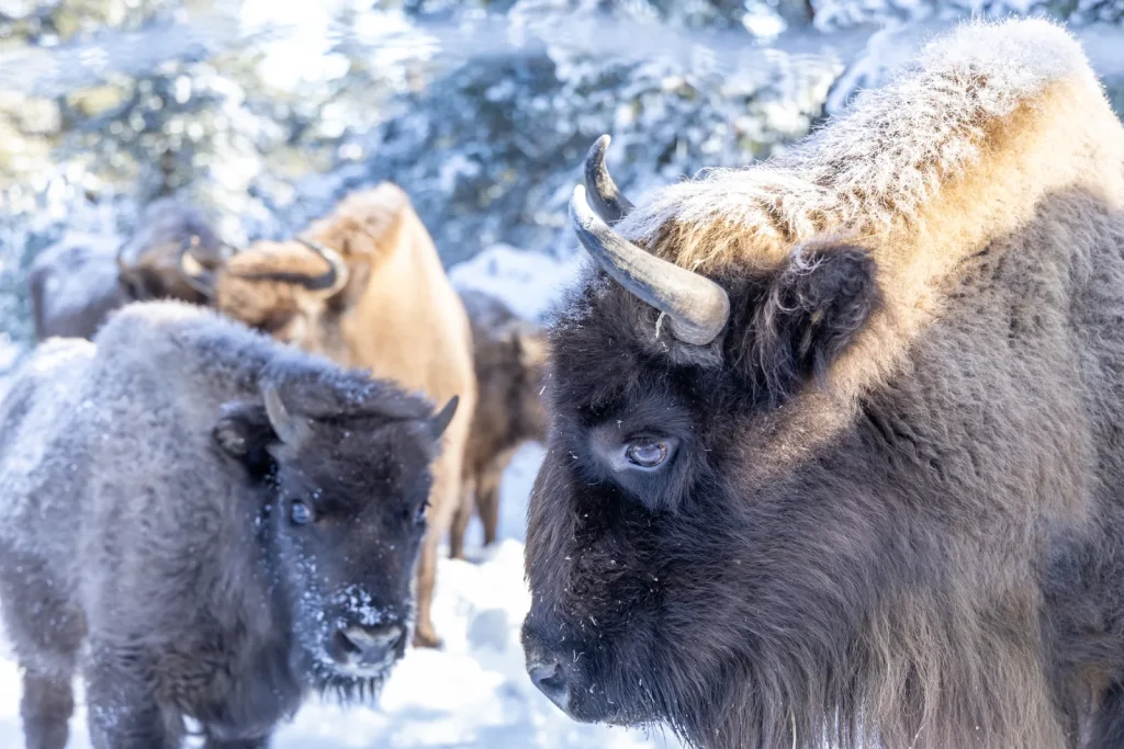 A picture of European bison in the snow.