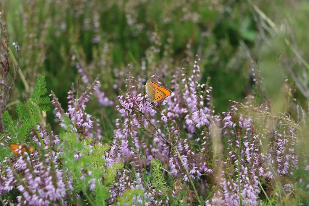 Bruyères en fleurs et papillon
