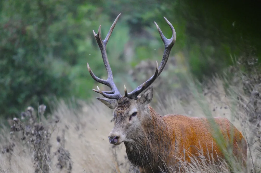 Cerf durant l'automne.