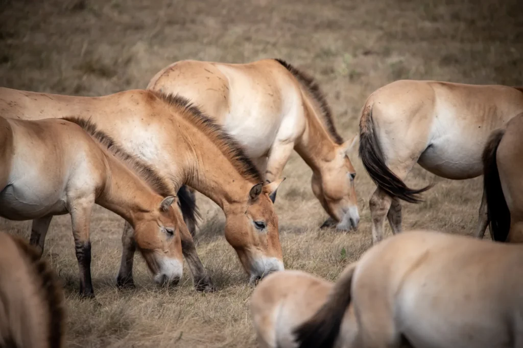 A herd of Przewalski’s horses on the Causse Méjean.