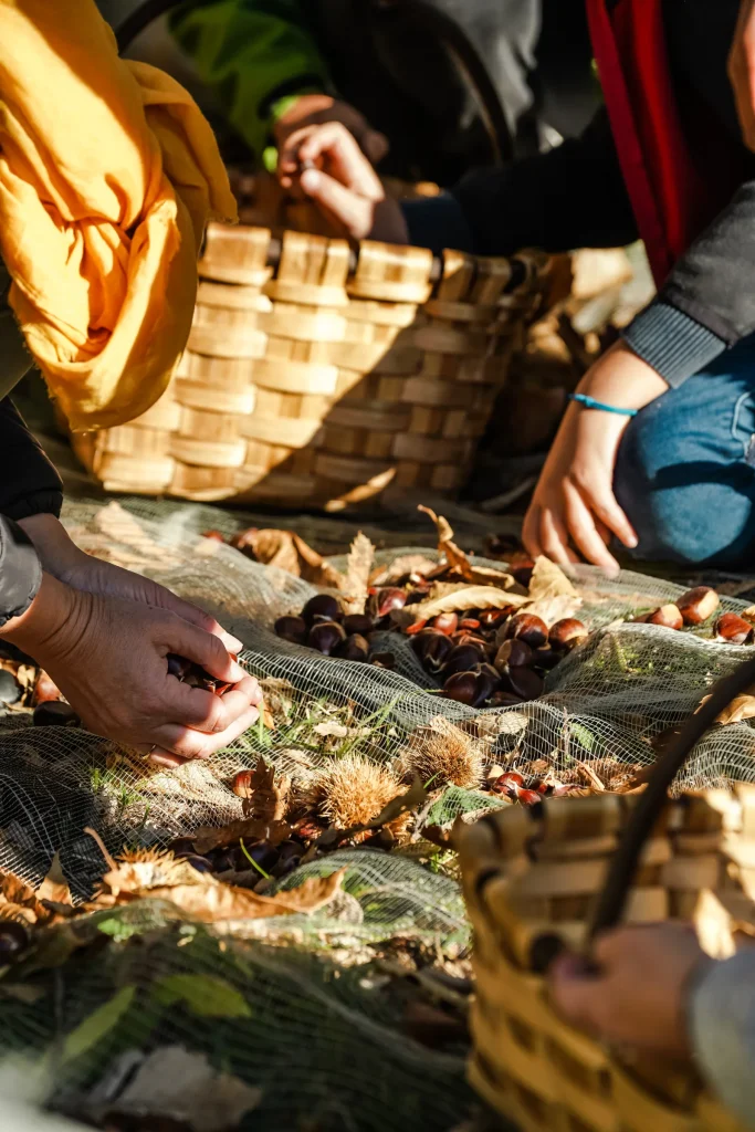 Chestnut harvest.