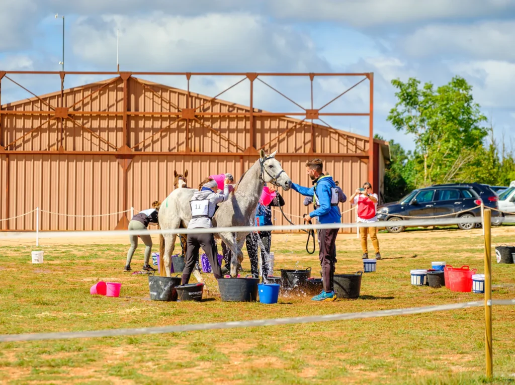 Refreshing a horse during the 160km Florac endurance race.