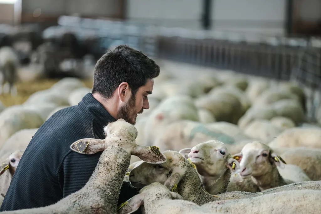 Berger avec ses brebis Lacaune