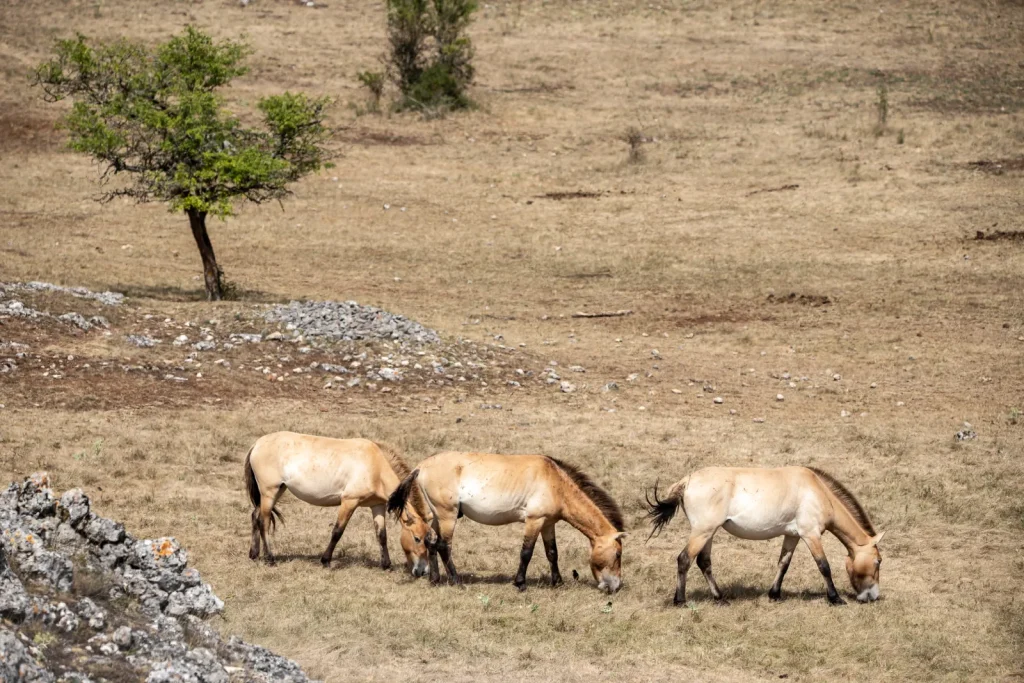 Three horses grazing on the Causse Méjean.