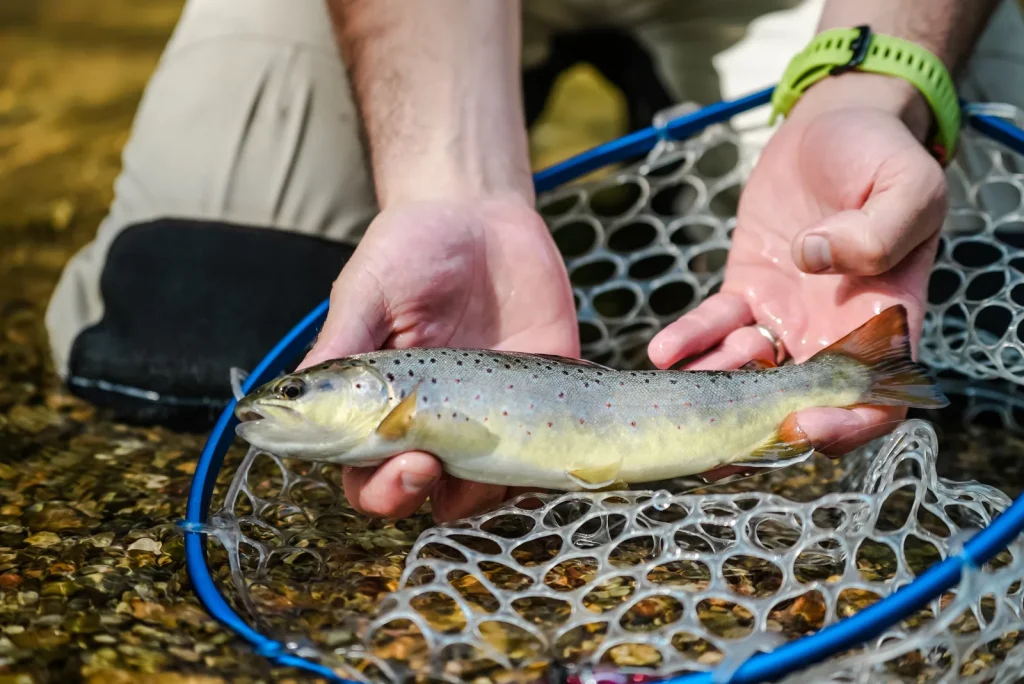 Brown trout caught on a catch-and-release basis in the Lot Valley.