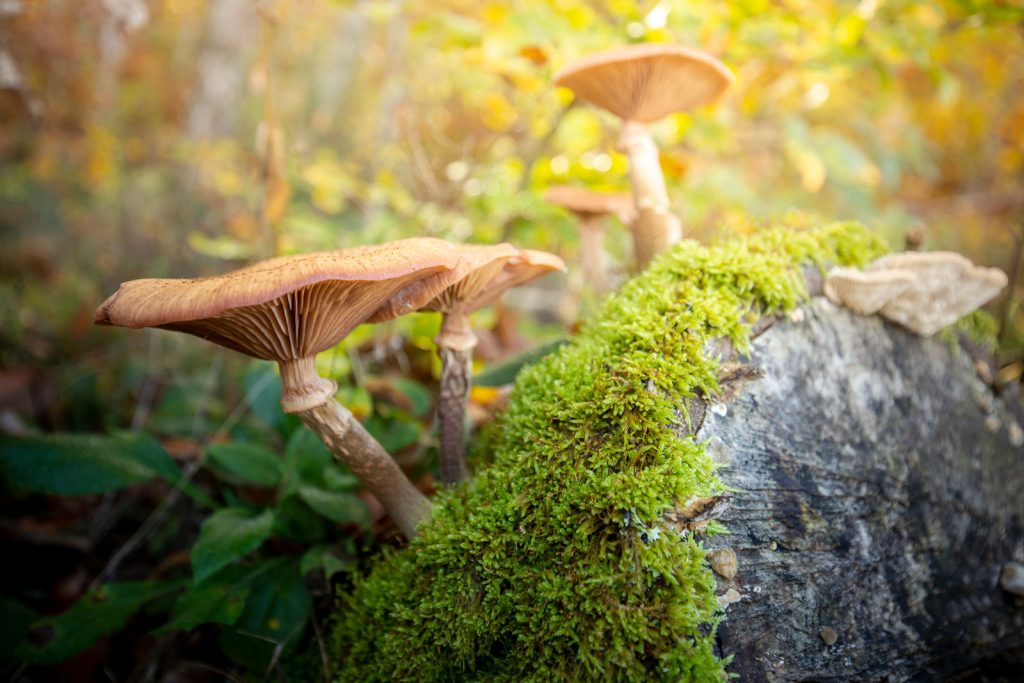 mushrooms