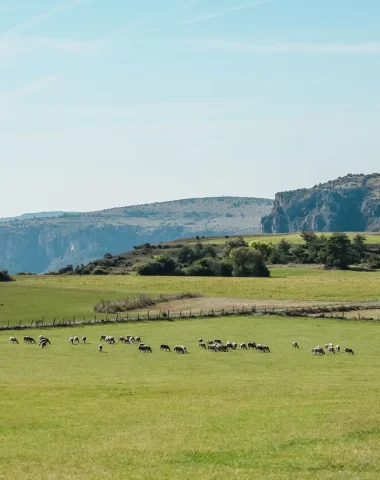 Troupeau de moutons