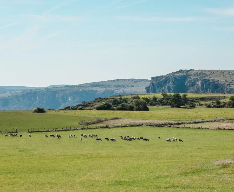 Troupeau de moutons
