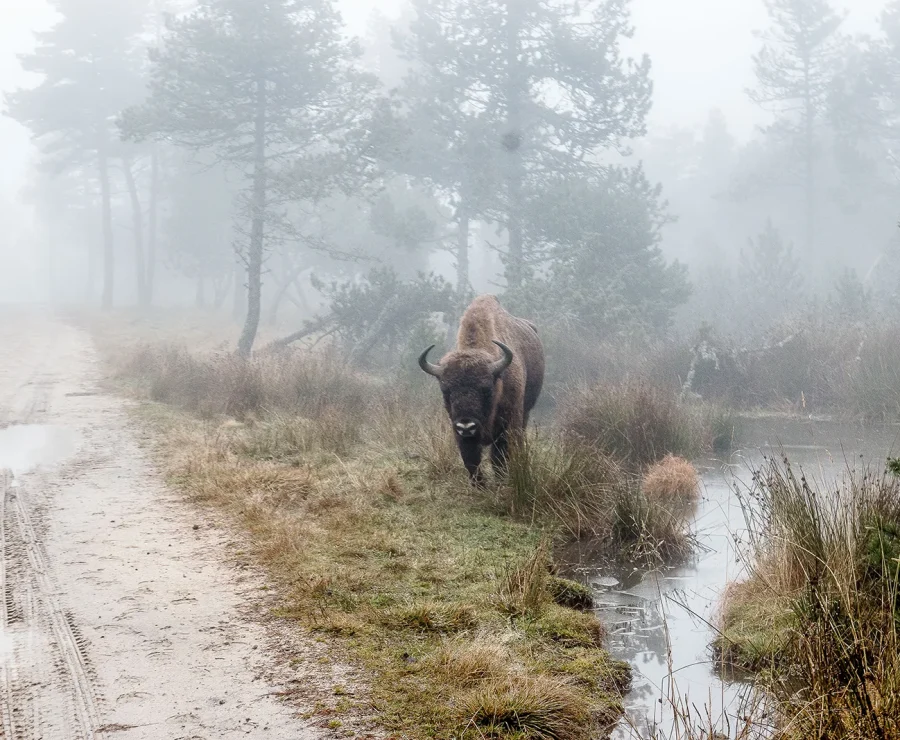 Réserve des bisons d'Europe