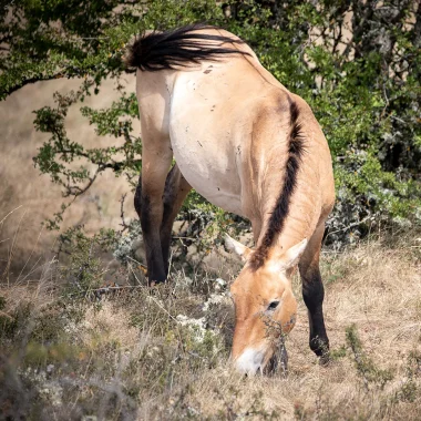 Cheval de Przewalski sur le Causse Méjean